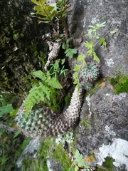 Mammillaria scrippsiana