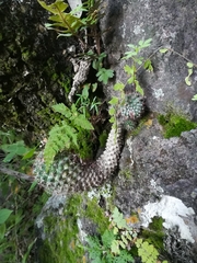Mammillaria scrippsiana