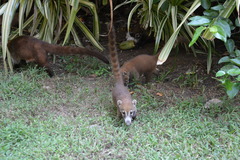 Nasua narica nelsoni