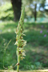 Dichromanthus michuacanus