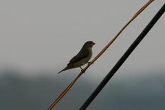Sporophila caerulescens