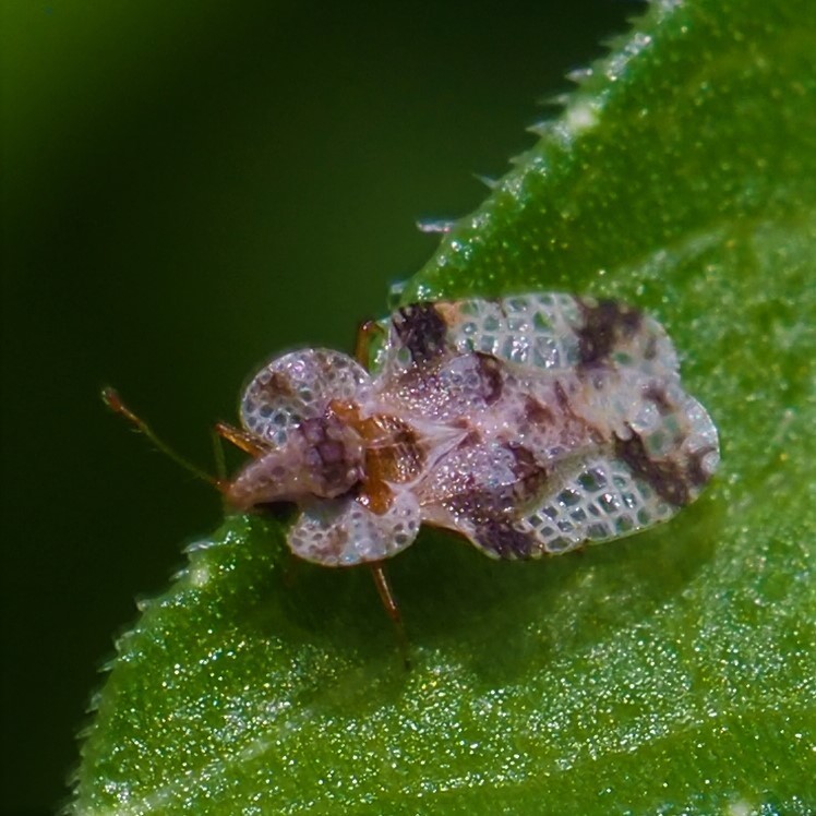 Corythucha pruni
