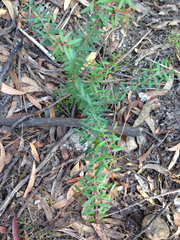 Sannantha pluriflora