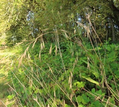 Bromus sitchensis