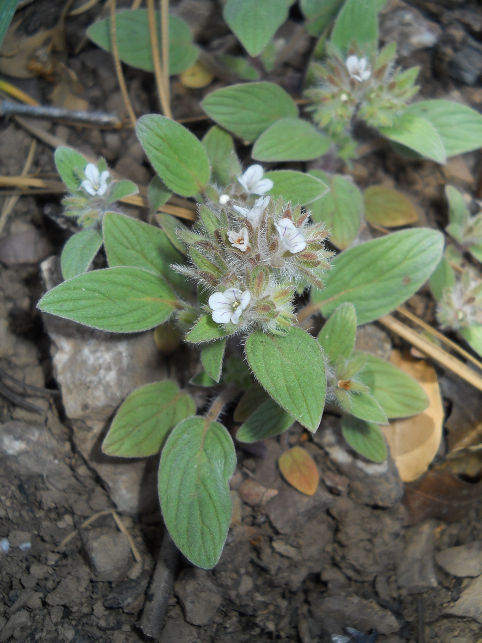 Phacelia phacelioides