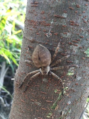 Polybetes rapidus