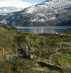 Hippocamelus bisulcus