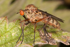 Empis livida