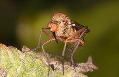 Empis livida