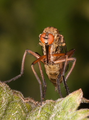 Empis livida