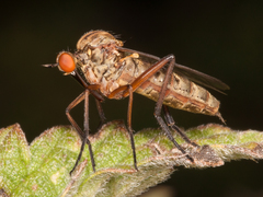 Empis livida