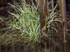 Eriocaulon aquaticum