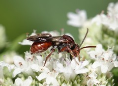 Nomada articulata