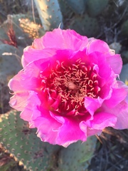 Opuntia basilaris treleasei