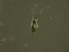 Chrysocharis