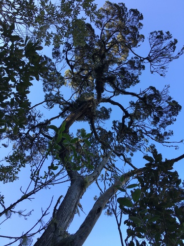 Comitan juniper (Juniperus comitana)