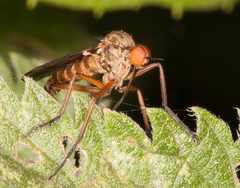 Empis livida