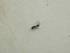 Chrysocharis