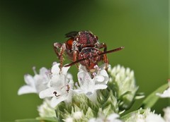 Nomada articulata