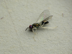 Chrysocharis
