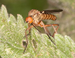 Empis livida