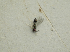Chrysocharis