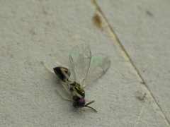 Chrysocharis