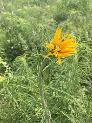 Helianthus salicifolius