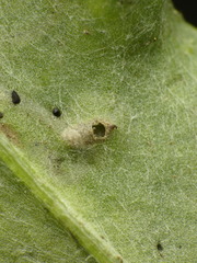 Chrysocharis