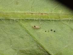 Chrysocharis