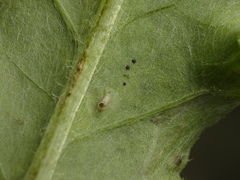 Chrysocharis