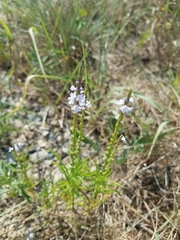 Verbena simplex