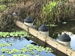 Butorides virescens image