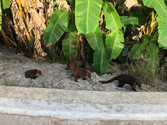 Nasua narica nelsoni