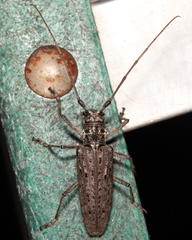 Monochamus notatus