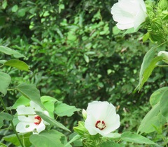 Hibiscus lasiocarpos