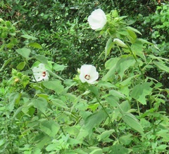 Hibiscus lasiocarpos