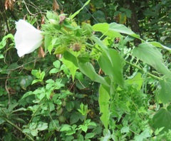 Hibiscus lasiocarpos