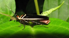 Pseudomops interceptus