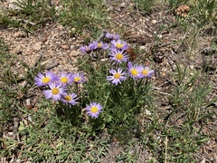 Erigeron pinnatisectus