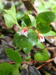 Gaultheria humifusa