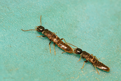 Heterotermitinae