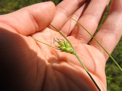 Carex oligosperma