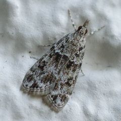 Eudonia lacustrata