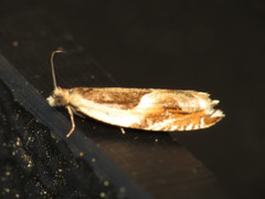 Ancylis badiana