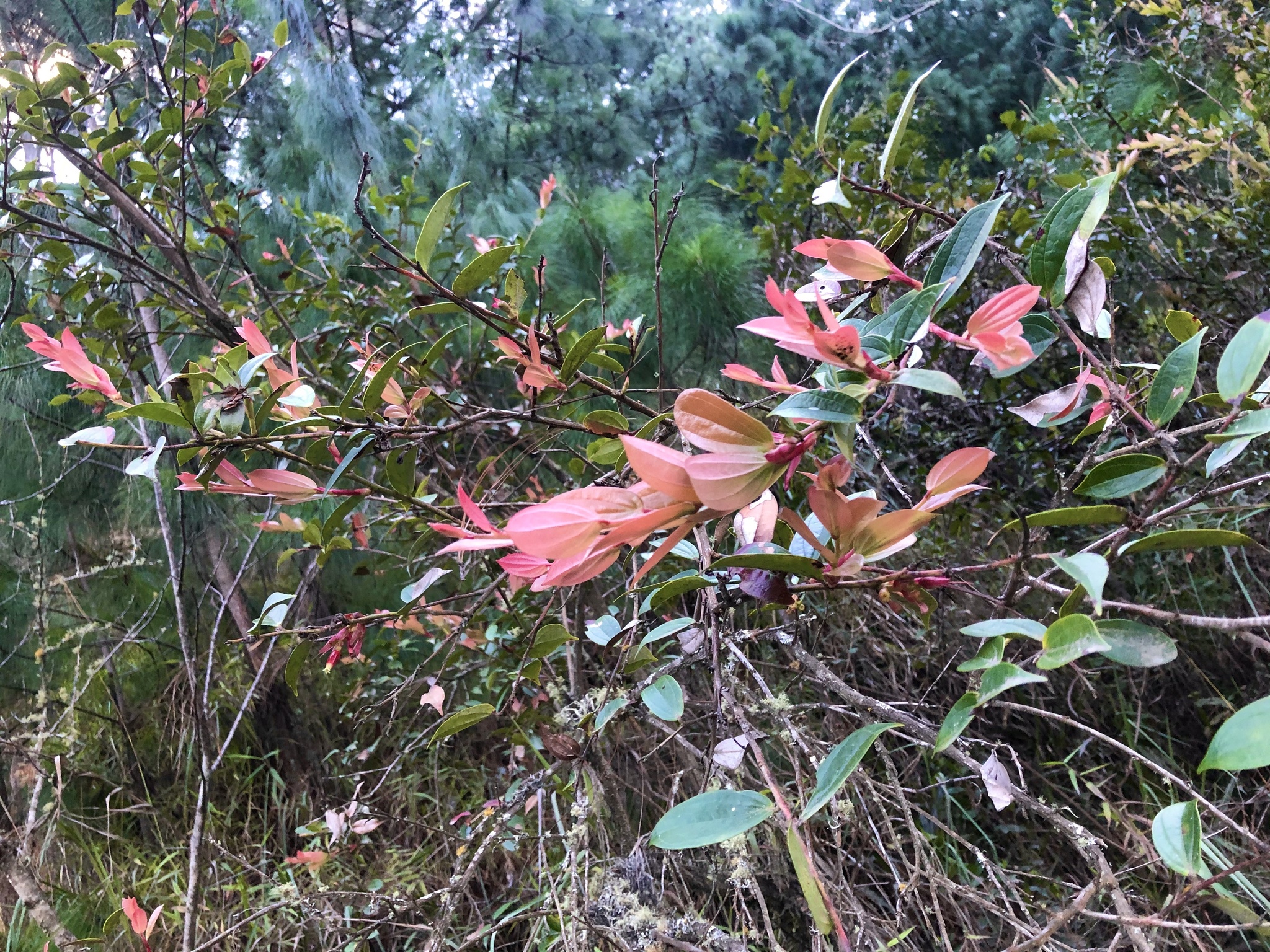 Cavendishia bracteata image