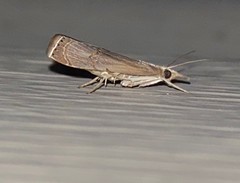 Parapediasia decorellus