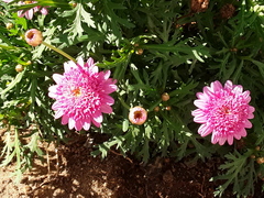 Argyranthemum frutescens
