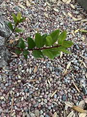 Luma apiculata