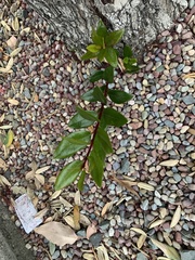 Luma apiculata